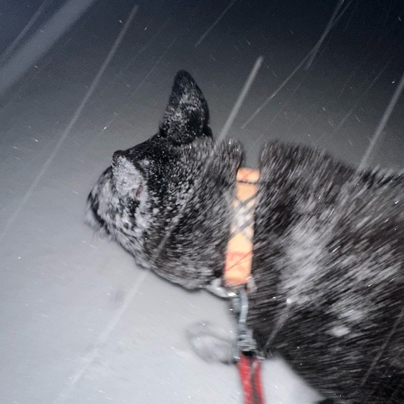 The Birch Branch Flyer - Picture 9 of 10